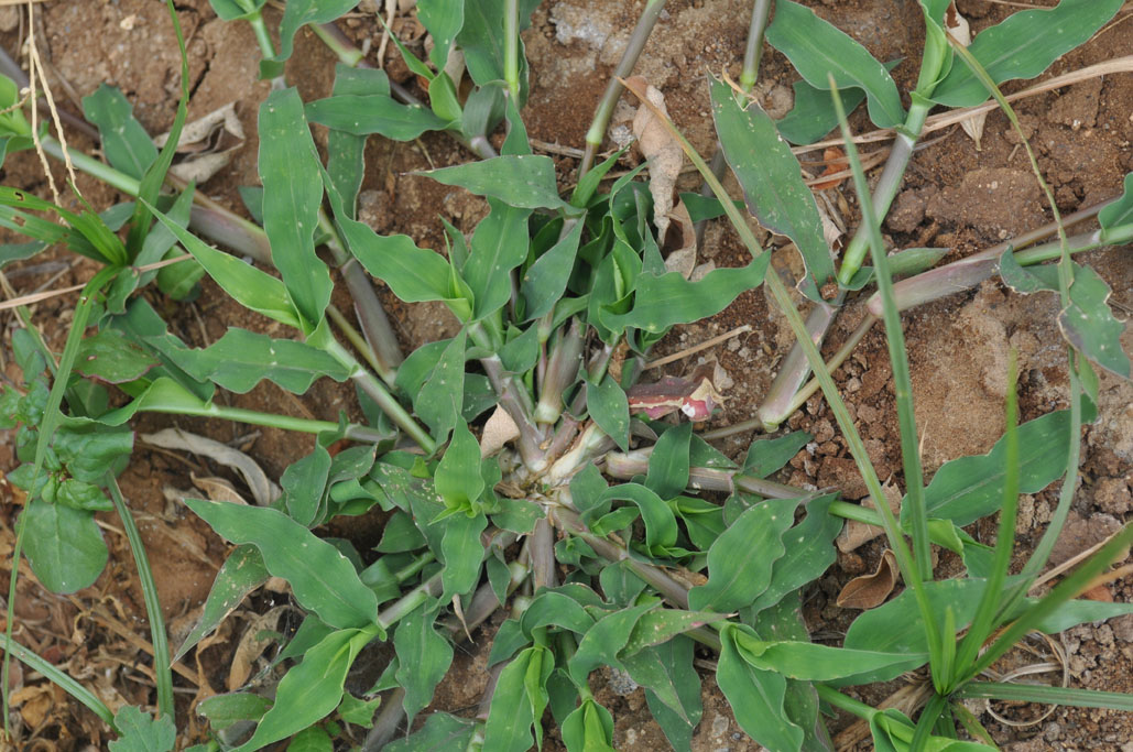 Brachiaria reptans